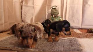 Dapple Dachshund puppies in CO from TugYurHart [upl. by Mcgannon]