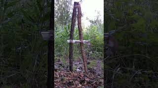 What Will a Mouse do for Nuts wildlife trailcamera [upl. by Naujek]