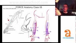 Animation School  AnimSchool Classtime Mechanics of the Forearm [upl. by Kcire]