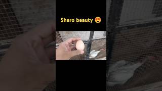 Finally shero ka egg daikhna naseeb hoa 😍 subscribe please 🥺 trending viralnow aseel shamoaseel [upl. by Nam]