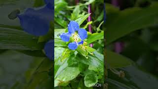 dayflower flower ツユクサの花 [upl. by Kalasky]