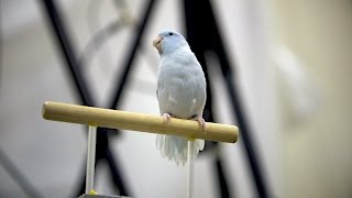 Stanford researchers create new method for recording bird flight in 3D [upl. by Saffier]