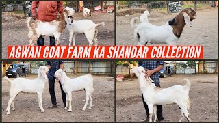 TOP QUALITY K PALNE WALE BAKRE AGWAN GOAT FARM KI TARAF SE VACCINATED CLIMATE SET msqvlogs5186 [upl. by Aicillyhp]