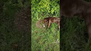 Patterdale terrier with pure speed kills rat [upl. by Noisla346]