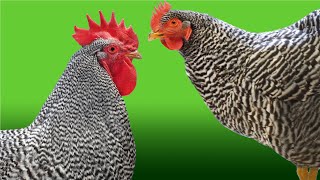 Amrock 🐓 Chicken Breed [upl. by Eecram67]