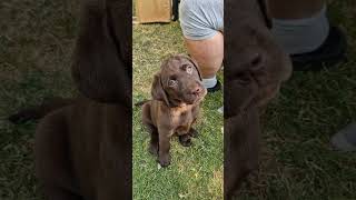 Mayfieldgarden Nr 2444 Das süßeste Labrador Welpen Video der Welt🥰❤️💯 labradorwelpen hundewelpen [upl. by Sorvats]