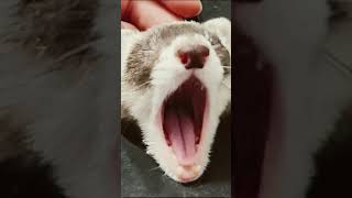 My cat and my ferret cute pets trend cutetrend [upl. by Ger]