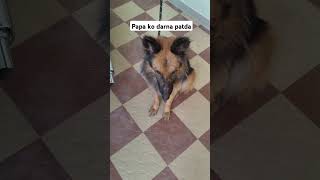 Papa ko darna padta hai funny doglove daily shorts funny doglover [upl. by Fredia]