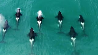 Orca released from captivity thrives in the wild  Behind the Scenes of Frozen Planet II  BBC Earth [upl. by Liederman669]