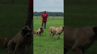 WELCOME TO CYPRESS BAYOU BOERBOELS [upl. by Enois]