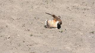 Killdeer broken wing act [upl. by Noxid693]