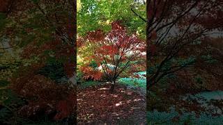 Bodenham Arboretum [upl. by Etnoled245]