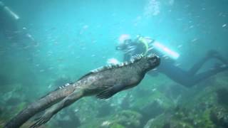 Marine Iguanas [upl. by Rapp]