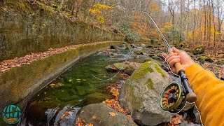 Fall Fly Fishing for BEAUTIFUL Wild Trout Rainbow Trout [upl. by Katerine970]