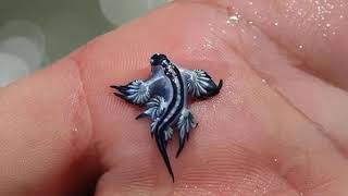 le glaucus atlanticus [upl. by Ahseniuq]