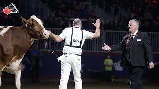 Historical National Holstein Shows at the 100th anniversary of the Royal  Nov 2022 [upl. by Dolora]