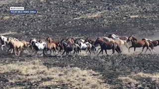 Wild horses moved off rangelands following wildfires [upl. by Bathulda]