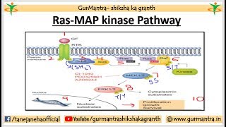 RASMAP kinase pathway  MAPK PATHWAY ERK PATHWAY RasRafMEKERK pathway [upl. by Geminian901]