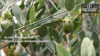 In vivo Propagation of Simmondsia chinensis Jojoba [upl. by Kaitlyn]