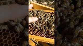 Спокійні бджоли😯🤩🐝 beekeepers beekeeper beekeeping bee honeybee nature animals [upl. by Nylasej970]