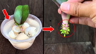 The magical secret for orchids to take root quickly First time sharing [upl. by Halimaj419]