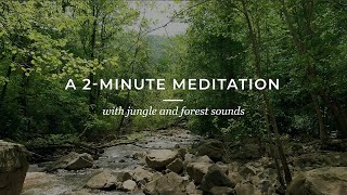 A 2MINUTE MEDITATION with the sound of the jungle and forest [upl. by Greenwood846]