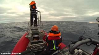 Australias successful Antarctic blue whale voyage [upl. by Thirzia]