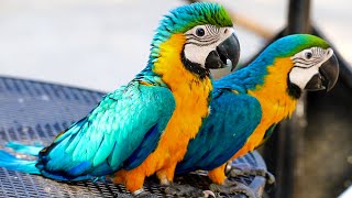 Baby Blue And Yellow Macaw Sounds [upl. by Towbin]