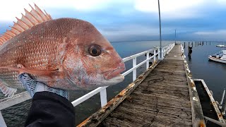 Land Based Pier and Jetty Fishing For Snapper [upl. by Joann]