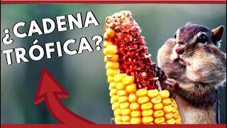 ¿QUÉ ES LA CADENA TRÓFICA O CADENA ALIMENTICIA Parte 1 EcoSaberes EcoCuidado [upl. by Enirbas]