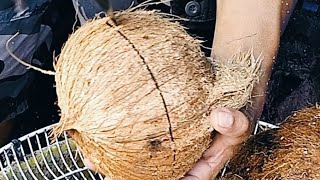 Cracking Open Coconuts Grating and Extracting Fresh Coconut Juice 🥥 [upl. by Aubert484]