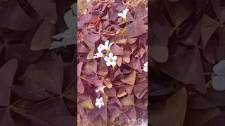 Oxalis Triangularis PlantPurple Shamrock oxalis flowers nature plants shamrocks shorts φυτά [upl. by Bodwell]