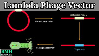 Lambda Phage Vector  Gene Cloning Using Lambda Phage Vector  lambda Cloning Vector [upl. by Ahseenat]