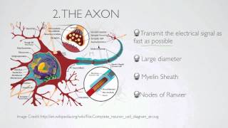 what is the axon [upl. by Cordi]