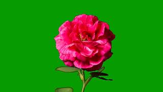 Rose flower Blooming Green Screen  Free to use [upl. by Jarrod]