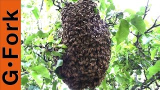 Bee Swarm Capture  Beekeeping 101  GardenFork [upl. by Luiza]