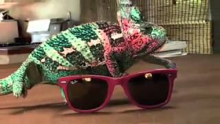 Super Chameleon  Ray Ban sunglasses YouTube [upl. by Einahpats511]