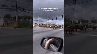 Cabalgata sin jinete🏇😂🇵🇷Solo en Puerto Rico Via azondefiebrepuertorico boricua cabalgata [upl. by Kutzenco]