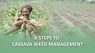 Six steps to harvesting more than 20 tons per hectare of cassava ENGLISH Updated [upl. by Eiramyma298]