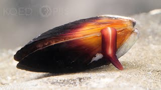 How Does the Mussel Grow its Beard  Deep Look [upl. by Pare960]