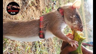 Ratas gigantes – Las ratas mas grandes del mundo – RATA GIGANTE AFRICANA [upl. by Irahcaz941]