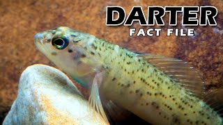 Darter Fish Facts a DARTING Fish 🐟 Animal Fact Files [upl. by Netsruk]