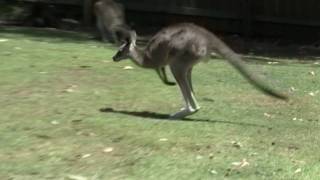 Eastern Grey Kangaroo Macropus giganteus in Lone Pine Koala Sanctuary jumping in Slow Motion [upl. by Amory149]