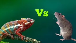 Oviparous Vs Viviparous [upl. by Yralih]