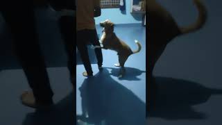 Hey minnale songtrending streetpets funnyanimal pets dogsstreet love music [upl. by Atinehc944]