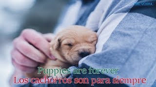 Sia  Puppies are forever  Sub Español  lyrics [upl. by Arvid]