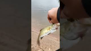 first tiktok at reservoir fishing for smallies fishing bassfishing catskillmountains [upl. by Eade]