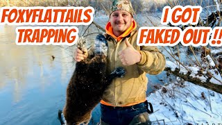 River Beaver Trapping Using Foothold Traps How To Trap Beavers With A Castor Mound [upl. by Irret]