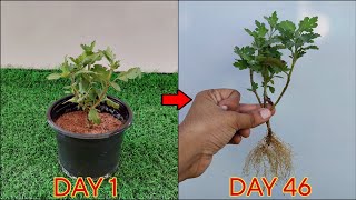 Grow ChrysanthemumsShevati Plant From Cuttings🌱 The Easiest Method Revealed 🤩 [upl. by Nosdrahcir680]