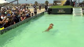 Dog Sports Dog Diving and Fetch Competition [upl. by Aliled268]